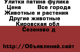 Улитки патина фулика › Цена ­ 10 - Все города Животные и растения » Другие животные   . Кировская обл.,Сезенево д.